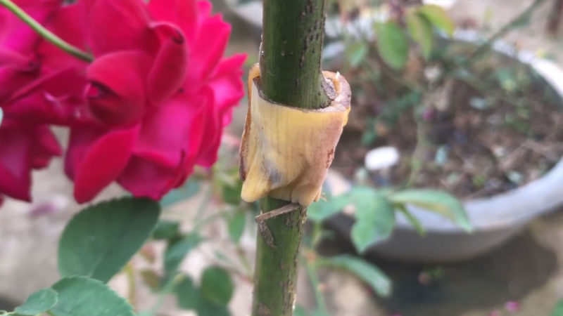 Необычный способ укоренения розы — у вас точно получится