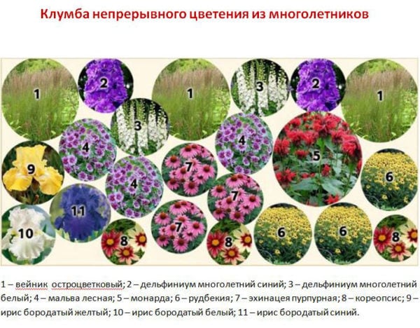 Клумба непрерывного цветения: подбор культур, посадка и уход - статья от пользователя ОБИ Клуба
