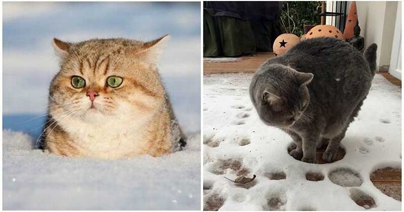Вот так реагируют кошки, которые впервые увидели снег: 19 уморительных фото