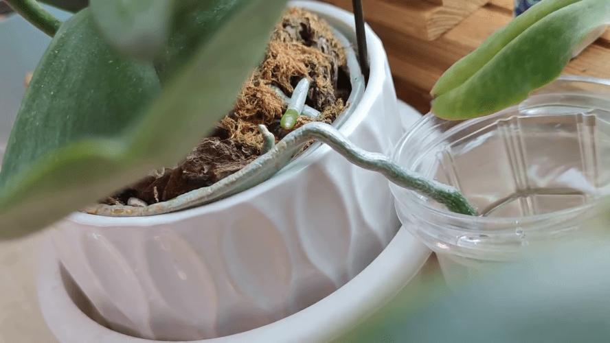 Стакан воды в помощь орхидее: потрясающий результат даже без подкормок